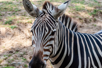 Fototapeta na wymiar Zebra in seiner natürlichen Umgebung