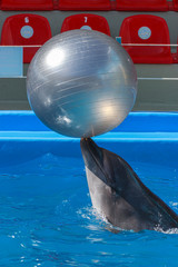 Dolphin holds a big ball on his nose