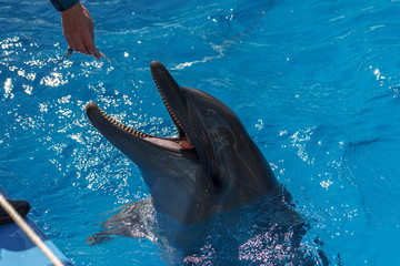 Dolphin in the water waiting for food