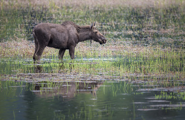 Naklejka na ściany i meble Moose in a marsh