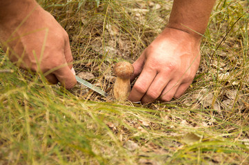 A mushroom picker man is found and with a knife he cuts a brown mushroom, boletus, which alone grows on a forest green edge in the fall.
