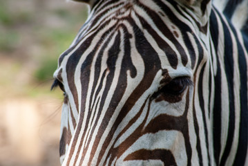 Obraz na płótnie Canvas Zebra in seiner natürlichen Umgebung