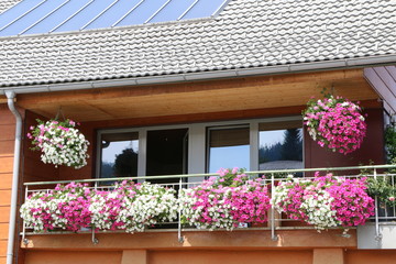 Sommerlicher Blumenschmuck am Haus, Balkonblumen im Sommer, Petunien in Wei&szlig; und Pink und Geranien in Pink