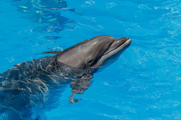 Fototapeta premium Dolphin in the water waiting for food