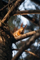 squirrel on tree