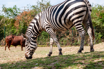 Fototapeta na wymiar Zebra in seiner natürlichen Umgebung