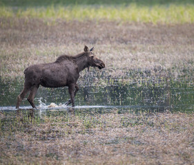 Moose in a marsh