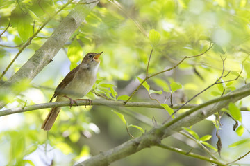 Common Nightingale perched in a tree singing loud in a city park in Berlin Germany.