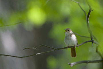Common Nightingale perched in a tree singing loud in a city park in Berlin Germany.