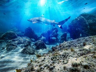 Fototapeta na wymiar Underwater ocean background with a shark 