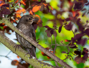 Closeup of a common starling