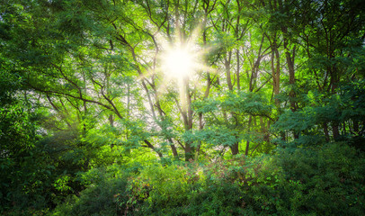 Fototapeta na wymiar Landschaft Wald Sonne strahlt zauberhaft durch die Blätter der Akazien