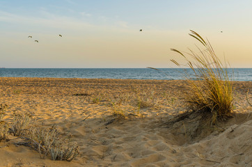 Planta en una duna de arena en el atardecer en la playa de Huelva, España