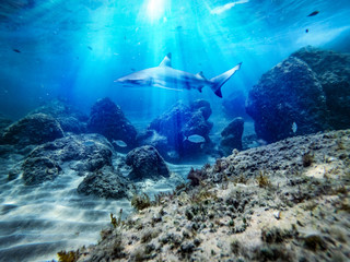 Fototapeta premium Underwater ocean background with a shark 