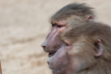 Baboon playing in his area 