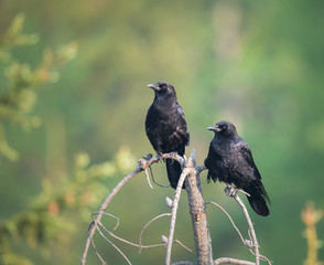Raven couple