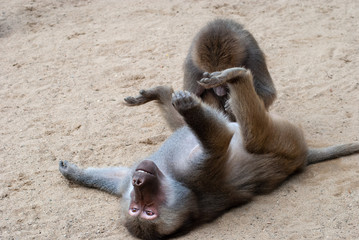 Baboon playing in his area 