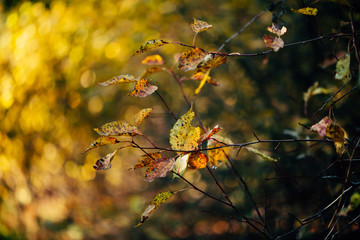Orange autumn leaves on yellow swirling bokeh background in sunset. Scenic autumn rich flora in golden hour. Colorful foliage in sunrise. Natural multicolor plants in sunlight. Fall nature backdrop.
