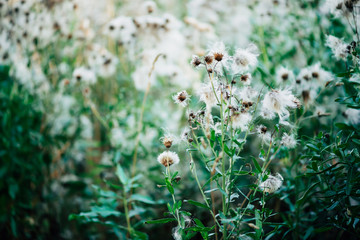 Overblown buds of cirsium heterophyllum. Blooming thistle on green bokeh background. Scenic backdrop with weed greenery. White fluffy seeds of sow thistle in macro. Sonchus oleraceus close-up.