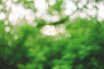 Bokeh of vivid leaves of trees in sunlight. Natural green background. Blurred rich greenery with copy space. Abstract texture of defocused lush foliage in sunny day. Backdrop of scenic nature in blur.