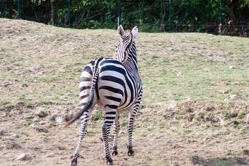 Zebra 