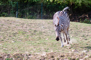 Zebra with their black and white striped coats