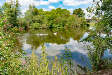 Obraz na płótnie Canvas Swan, Wildlife, River - A family of swans, mother, father and three children shimmering on the river Lahn near Argenstein Weimar near Marburg in Germany.