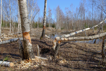 birch tree trunk fallen that the beavers piled up on the shore of the lake.