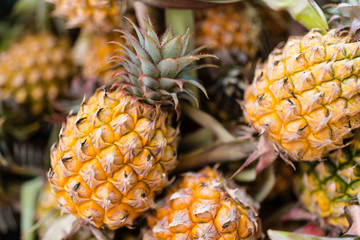 Fresh pineapple fruits. Tropical fruits concept. Healthy and vitamin food