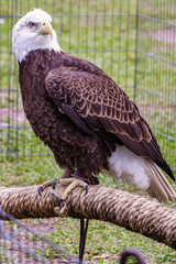 Rescued bald eagle sits calmly in an exhibit during Earth Day