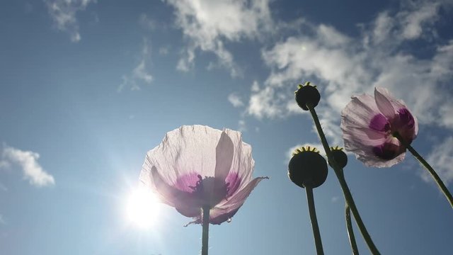 Poppy is opium. The cultivation of poppies. Poppy sleeping pills in the sun.