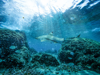 Underwater ocean background with a shark 