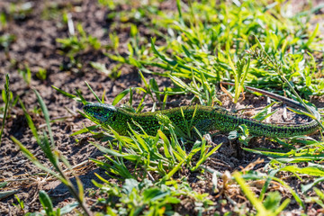 Portrait of bright green quick lizard in grass