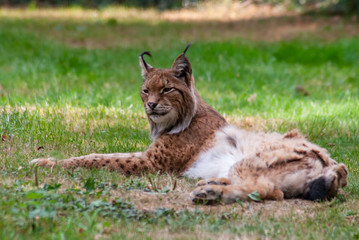 Lynx