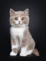 Sweet creme lilac with white British Shorthair cat kitten, sitting facing front. Looking at camera with greenish eyes. Isolated on black background.