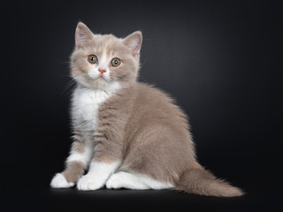 Sweet creme lilac with white British Shorthair cat kitten, sitting side ways. Looking at camera with greenish eyes. Isolated on black background.