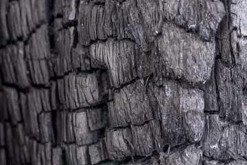 Black coal background. Wood charcoal texture. Burnt tree.