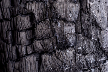Black coal background. Wood charcoal texture. Burnt tree.