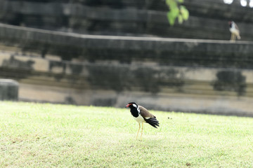 Red - wattled lapwing