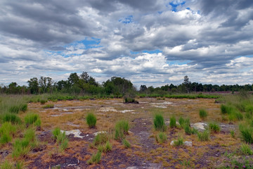 Drought in Fontainebleau forest, empty pond in Coquibus plateau