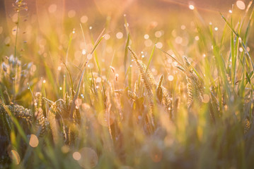 Beautiful background with morning dew on grass close