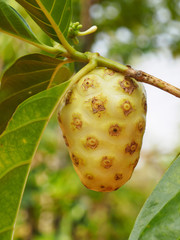 Tropical fruit Indian mulberry (Morinda citrifolia), Kochi, Kerala, India