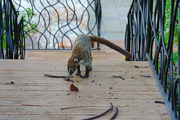 View of a badger-like white-nose coati animal, called pizote in Guanacaste, Costa Rica