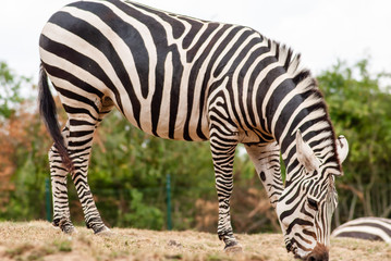 Zebra 