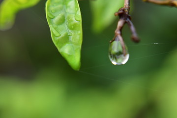 Soft focus of green leaves and dew drop in rainy day, ecology concept.