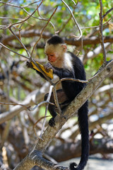 A white-headed capuchin monkey (cebus capucinus) eating fruit on a tree  in Peninsula Papagayo, Guanacaste, Costa Rica