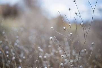 Dry grass and blossoms 