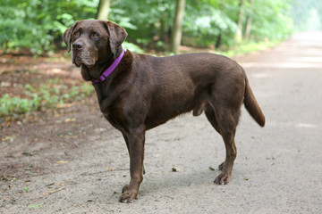 Bruine labrador in het bos