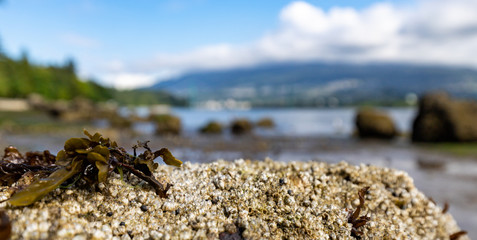 Strandgut