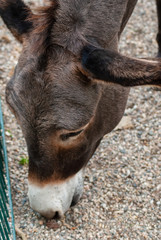 Fototapeta premium Donkey zamora